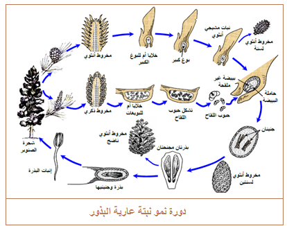 دورة حياة النباتات الزهرية ويكي عرب